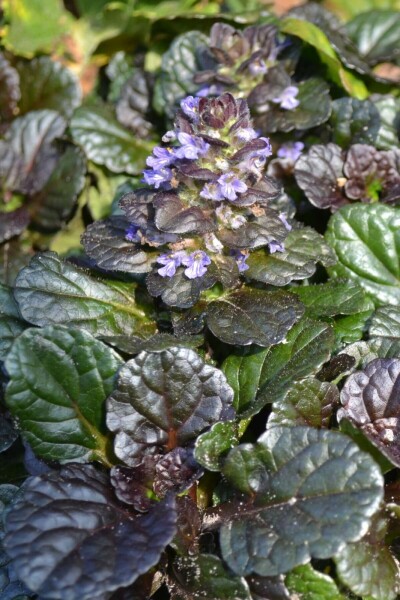 Bugle rampante Ajuga reptans 'Black Scallop' 5-10 Pot 9x9 cm (P9) Ajuga reptans 'Black Scallop'