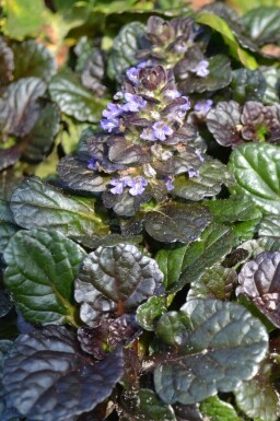 Bugle rampante Ajuga reptans 'Black Scallop' 5-10 Pot 9x9 cm (P9)