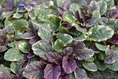 Bugle rampante Ajuga reptans 'Burgundy Glow' 5-10 Pot 9x9 cm (P9) Ajuga reptans 'Burgundy Glow'