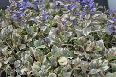 Bugle rampante Ajuga reptans 'Burgundy Glow' 5-10 Pot 9x9 cm (P9) Ajuga reptans 'Burgundy Glow'