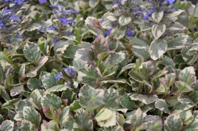 Bugle rampante Ajuga reptans 'Burgundy Glow' 5-10 Pot 9x9 cm (P9) Ajuga reptans 'Burgundy Glow'