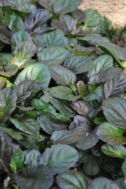 Bugle rampante Ajuga reptans 'Catlin's Giant' 5-10 Pot 9x9 cm (P9)