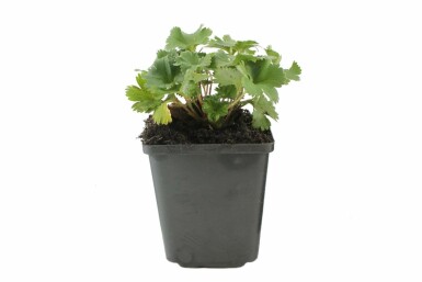 Alchémille Alchemilla erythropoda 5-10 Pot 9x9 cm (P9) Alchemilla erythropoda