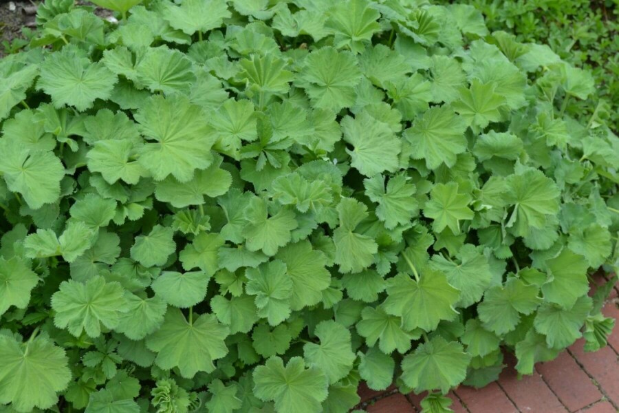 Alchémille molle Alchemilla mollis 5-10 Pot 9x9 cm (P9) Alchemilla mollis