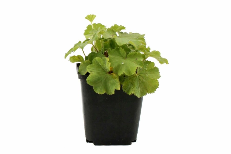 Alchémille molle Alchemilla mollis 5-10 Pot 9x9 cm (P9) Alchemilla mollis