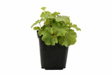 Alchemilla mollis