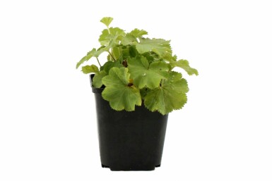 Alchémille molle Alchemilla mollis 5-10 Pot 9x9 cm (P9)