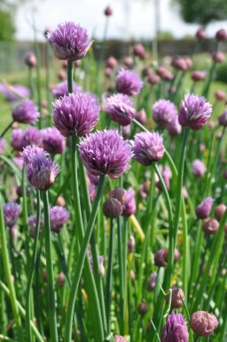 Civette Allium schoenoprasum 5-10 Pot 9x9 cm (P9) Allium schoenoprasum