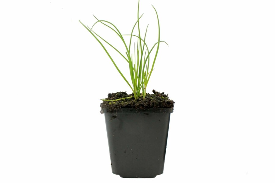 Civette Allium schoenoprasum 5-10 Pot 9x9 cm (P9) Allium schoenoprasum