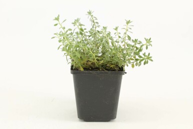 Alysson des montagnes Alyssum montanum 'Berggold' 5-10 Pot 9x9 cm (P9) Alyssum montanum 'Berggold'