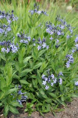 Amsonia Amsonia 'Blue Ice' 5-10 Pot 9x9 cm (P9)