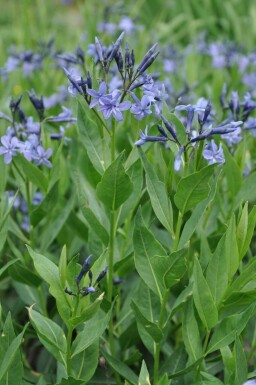 Amsonia Amsonia 'Blue Ice' 5-10 Pot 9x9 cm (P9) Amsonia 'Blue Ice'