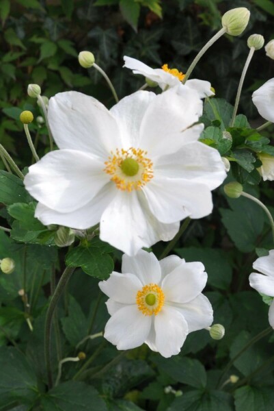 Anémone Anemone hybrida 'Honorine Jobert' 10-15 Pot 2 l (C2) Anemone hybrida 'Honorine Jobert'