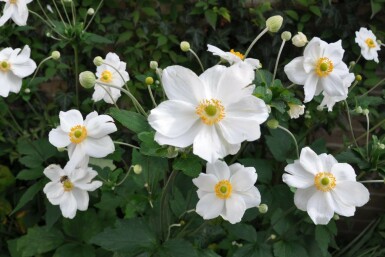 Anémone Anemone hybrida 'Honorine Jobert' 10-15 Pot 2 l (C2) Anemone hybrida 'Honorine Jobert'