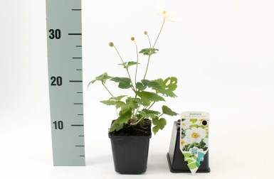 Anémone Anemone hybrida 'Honorine Jobert' 5-10 Pot 9x9 cm (P9)