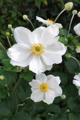 Anémone Anemone hybrida 'Honorine Jobert' 5-10 Pot 9x9 cm (P9) Anemone hybrida 'Honorine Jobert'