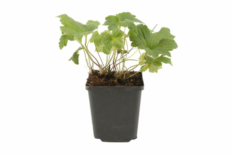 Anémone Anemone hybrida 'Whirlwind' 5-10 Pot 9x9 cm (P9) Anemone hybrida 'Whirlwind'