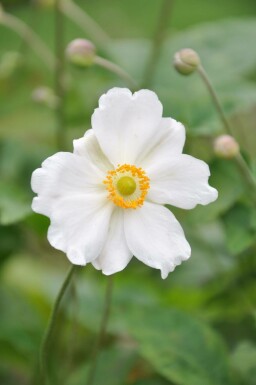 Anémone Anemone hybrida 'Whirlwind' 5-10 Pot 9x9 cm (P9)