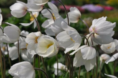 Anémone sylvestre Anemone sylvestris 5-10 Pot 9x9 cm (P9) Anemone sylvestris