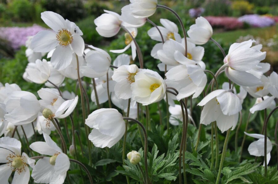 Anémone sylvestre Anemone sylvestris 5-10 Pot 9x9 cm (P9) Anemone sylvestris