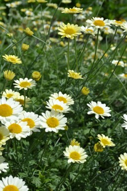 Anthémide des teinturiers Anthemis tinctoria 'Sauce Hollandaise' 5-10 Pot 9x9 cm (P9) Anthemis tinctoria 'Sauce Hollandaise'