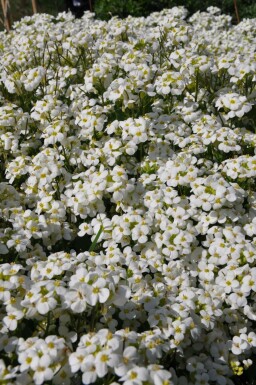 Arabette du Caucase Arabis caucasica 'Snowcap' 5-10 Pot 9x9 cm (P9) Arabis caucasica 'Snowcap'