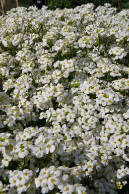 Arabis caucasica 'Snowcap'