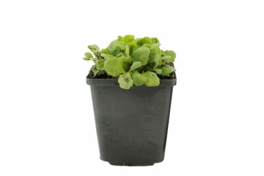 Arabette du Caucase Arabis caucasica 'Snowcap' 5-10 Pot 9x9 cm (P9) Arabis caucasica 'Snowcap'