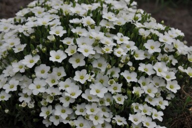 Sabline des montagnes Arenaria montana 5-10 Pot 9x9 cm (P9) Arenaria montana