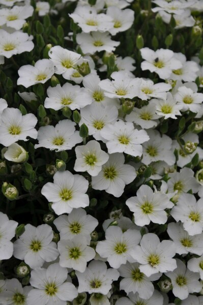 Sabline des montagnes Arenaria montana 5-10 Pot 9x9 cm (P9) Arenaria montana