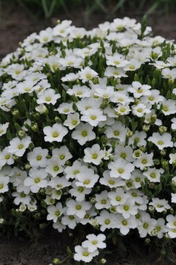 Sabline des montagnes Arenaria montana 5-10 Pot 9x9 cm (P9) Arenaria montana