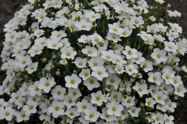 Sabline des montagnes Arenaria montana 5-10 Pot 9x9 cm (P9) Arenaria montana