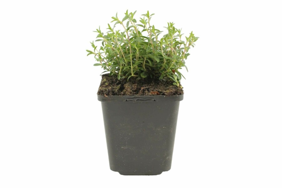 Sabline des montagnes Arenaria montana 5-10 Pot 9x9 cm (P9) Arenaria montana