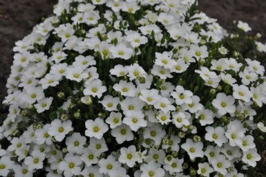 Sabline des montagnes Arenaria montana 5-10 Pot 9x9 cm (P9) Arenaria montana