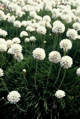 Armérie maritime Armeria maritima 'Alba' 5-10 Pot 9x9 cm (P9) Armeria maritima 'Alba'