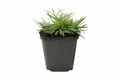Armérie maritime Armeria maritima 'Alba' 5-10 Pot 9x9 cm (P9) Armeria maritima 'Alba'