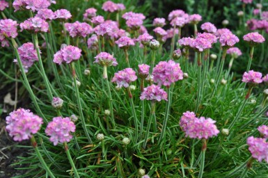 Armérie maritime Armeria maritima 'Splendens Perfecta' 5-10 Pot 9x9 cm (P9) Armeria maritima 'Splendens Perfecta'