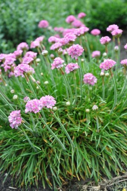 Armérie maritime Armeria maritima 'Splendens Perfecta' 5-10 Pot 9x9 cm (P9)