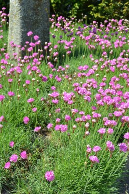 Armeria maritima 'Splendens'