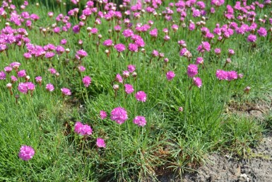 Armérie maritime Armeria maritima 'Splendens' 5-10 Pot 9x9 cm (P9) Armeria maritima 'Splendens'