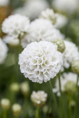 Armérie fausse armérie Armeria pseudarmeria 'Ballerina White' 5-10 Pot 9x9 cm (P9)