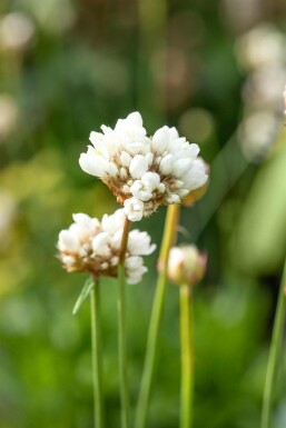 Armérie fausse armérie Armeria pseudarmeria 'Ballerina White' 5-10 Pot 9x9 cm (P9) Armeria pseudarmeria 'Ballerina White'