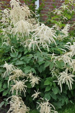 Spirée barbe-de-bouc Aruncus dioicus 5-10 Pot 9x9 cm (P9)