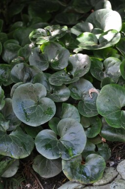 Asaret d'Europe Asarum europaeum 5-10 Pot 9x9 cm (P9) Asarum europaeum