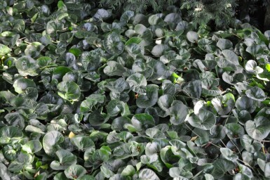 Asaret d'Europe Asarum europaeum 5-10 Pot 9x9 cm (P9)