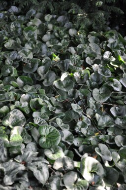 Asaret d'Europe Asarum europaeum 5-10 Pot 9x9 cm (P9) Asarum europaeum