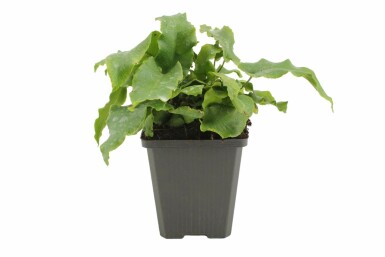 Doradille scolopendre Asplenium scolopendrium 5-10 Pot 9x9 cm (P9) Asplenium scolopendrium