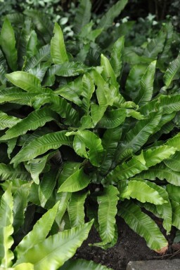 Doradille scolopendre Asplenium scolopendrium 5-10 Pot 9x9 cm (P9) Asplenium scolopendrium