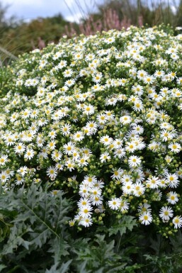 Aster Aster ageratoides 'Ashvi' 5-10 Pot 9x9 cm (P9) Aster ageratoides 'Ashvi'