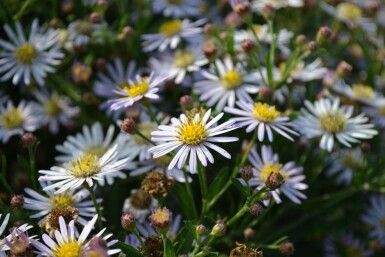 Aster Aster ageratoides 'Asran' 5-10 Pot 9x9 cm (P9)